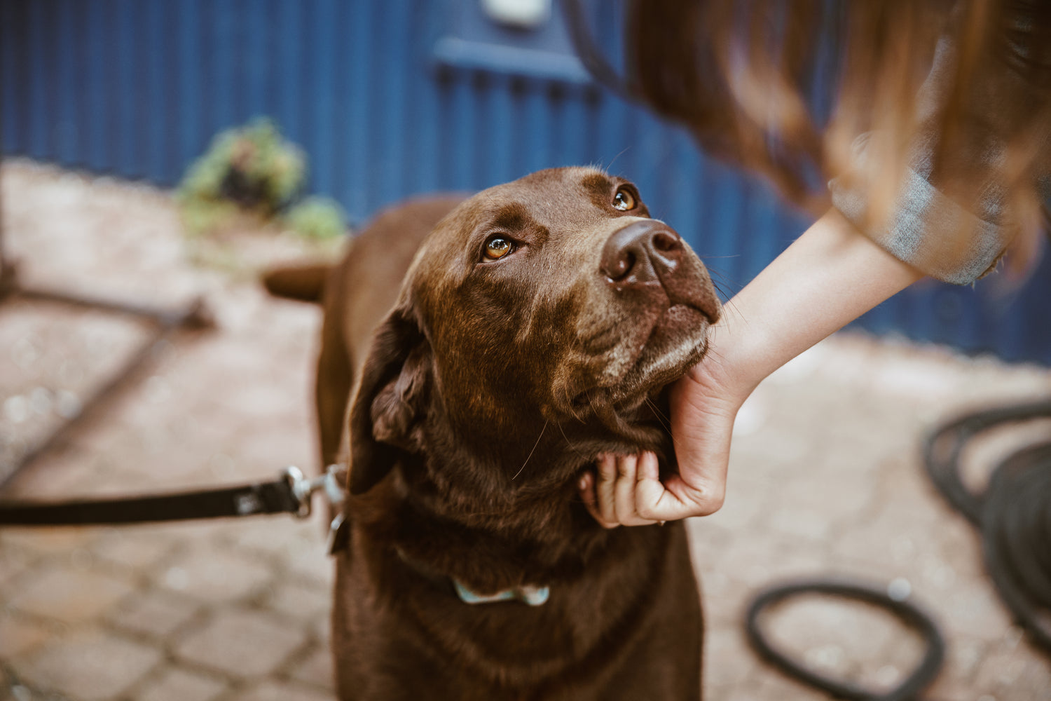 brown dog with kind eyes looking up at human