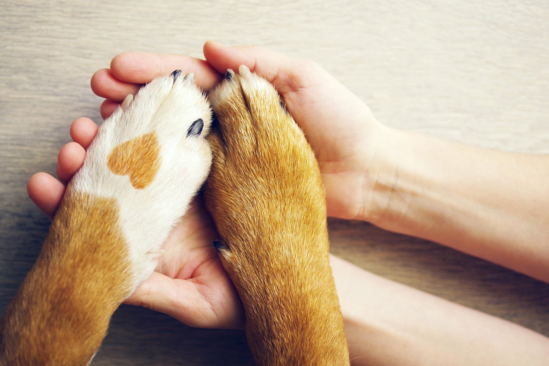 dog paws held by human hands