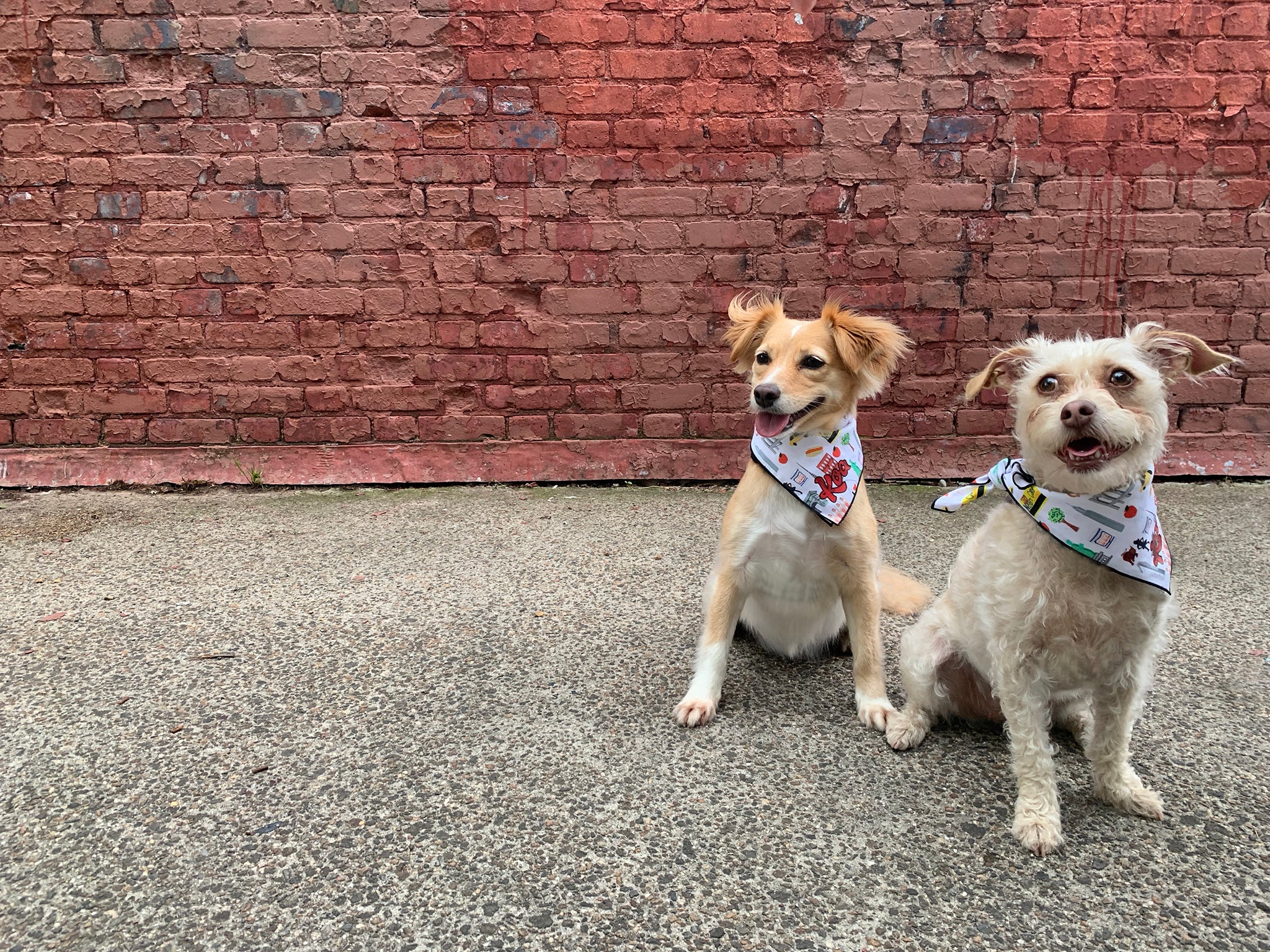 two cute dogs wearing bandanas posing in front of red brick wall